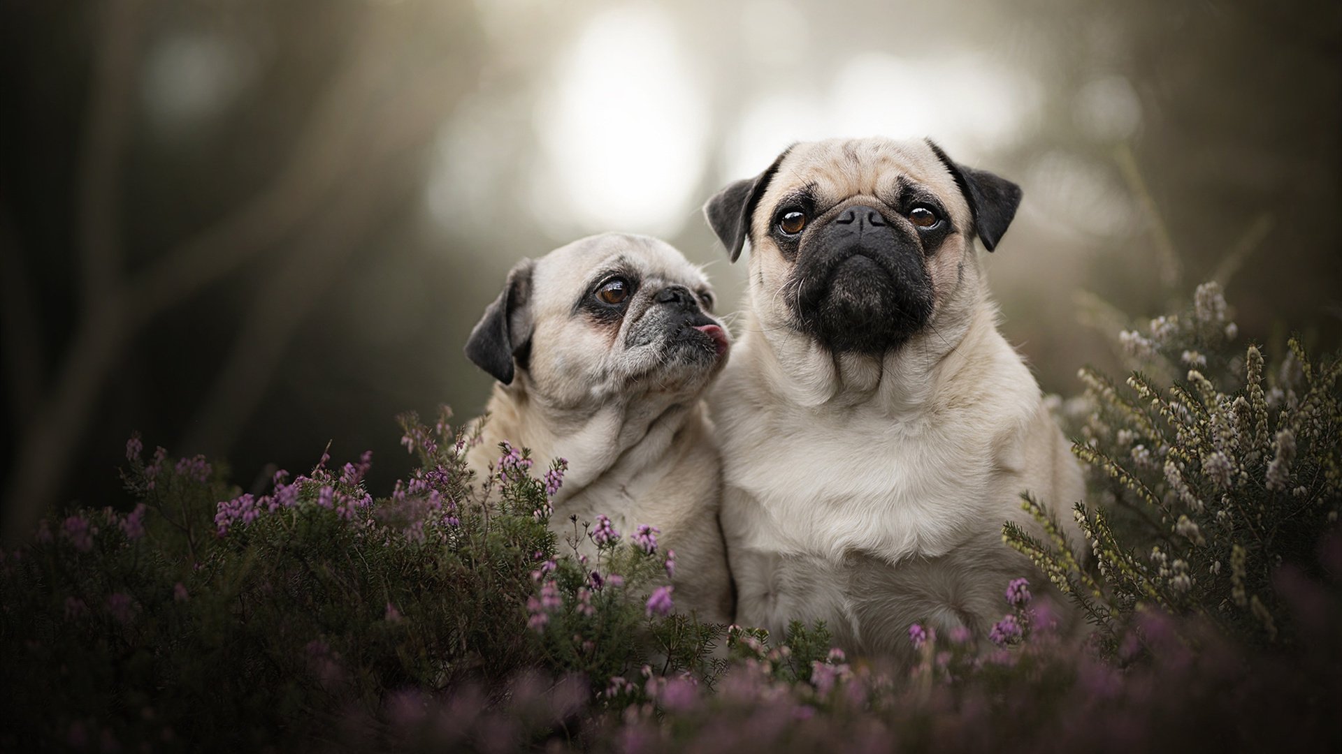 两种冲刺，一种光芒，当险胜邂逅纪录