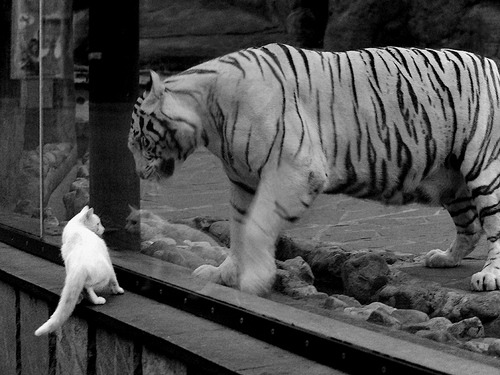 红土之心与硬地之魂,当蒙特卡洛的古老旋律点燃总决赛的现代战歌