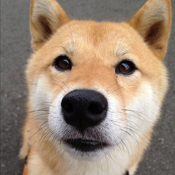 铁血灰熊险破南境,库里三分独耀史册