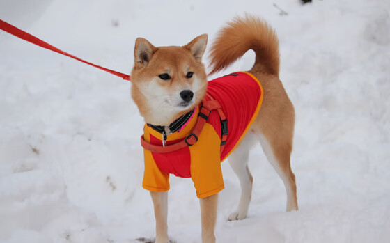 白草与金杯,温网的世纪回响与兹维列夫的时代华彩