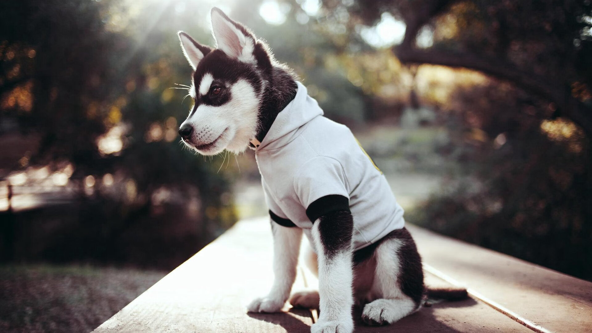 红色祭坛上的黑曜石匕首,索伯奇迹与佩雷兹定律