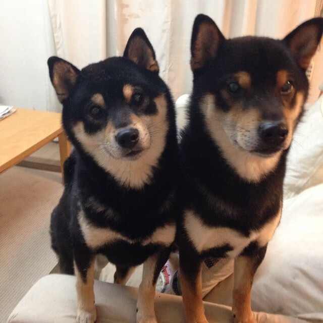 爱游戏入口-地中海阳光粉碎纽约霓虹，从西西帕斯领军，解构澳网何以在精神内核上完胜美网