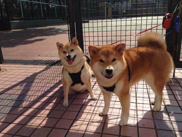 爱游戏体育-格纳布里帽子戏法闪耀苏格兰之夜，凯尔特人巅峰对决力克皇马