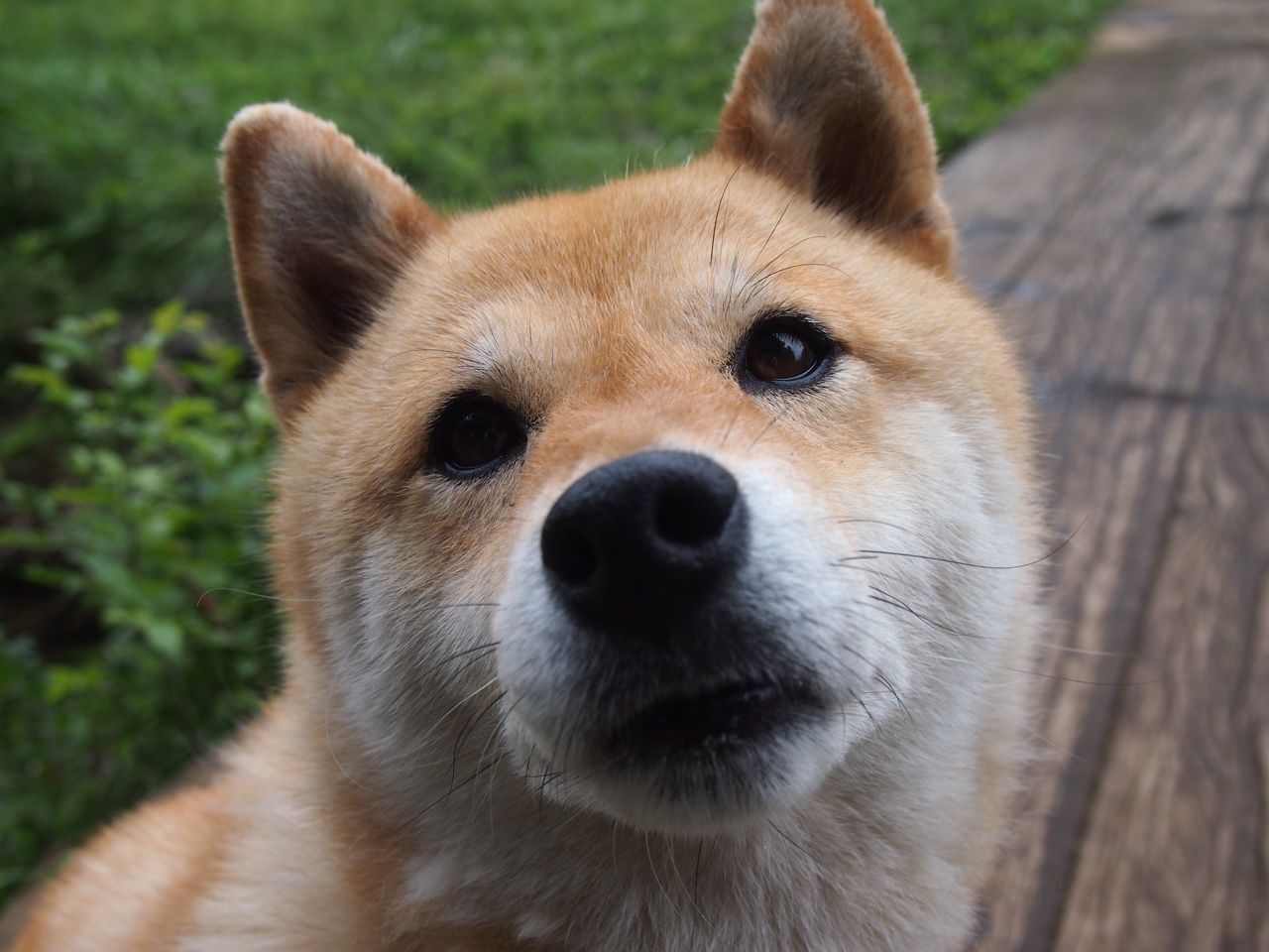 班凯罗40+12+7改写历史!世界排名之夜他让评分系统爆表