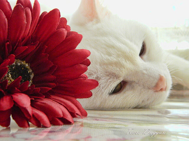 末节风暴！西亚卡姆11分+绝命助攻 猛龙窒息防守锁死太阳三巨头