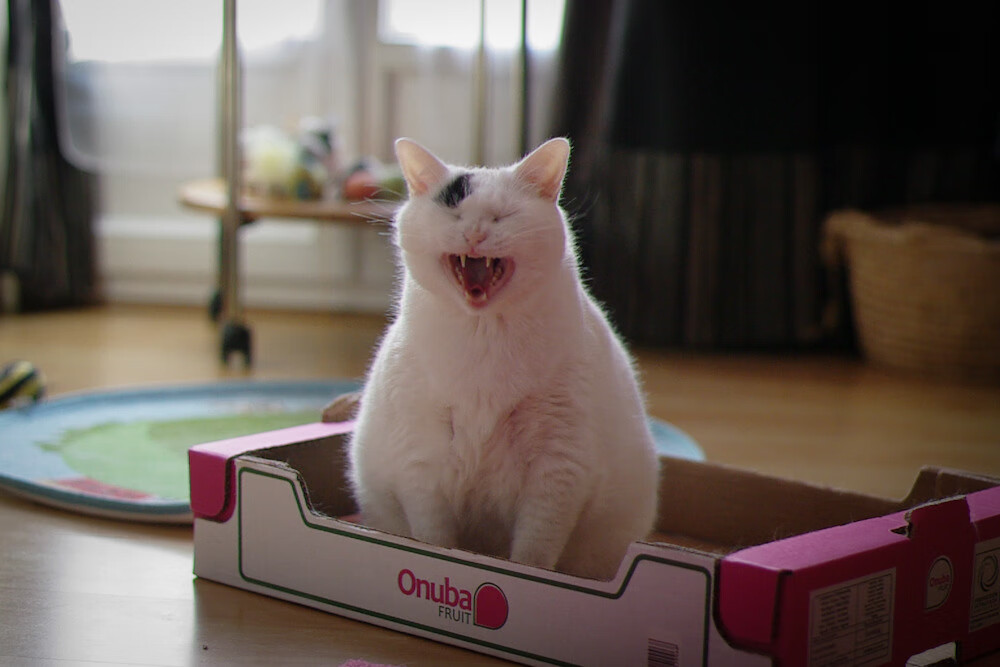 爱游戏官方-从冷门到奇兵，阿尔及利亚的战术魔术师—马丁内利如何惊艳四座