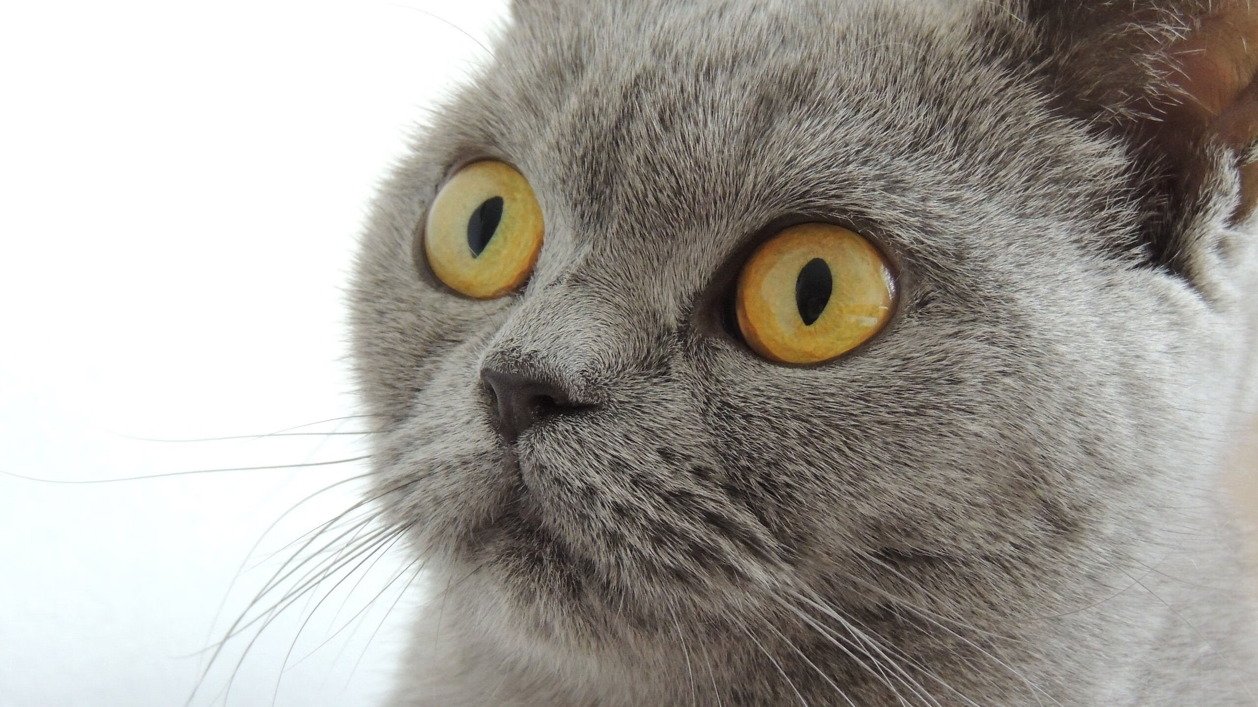 浓眉化身赛道超跑 魔术师火力全开压制骑士