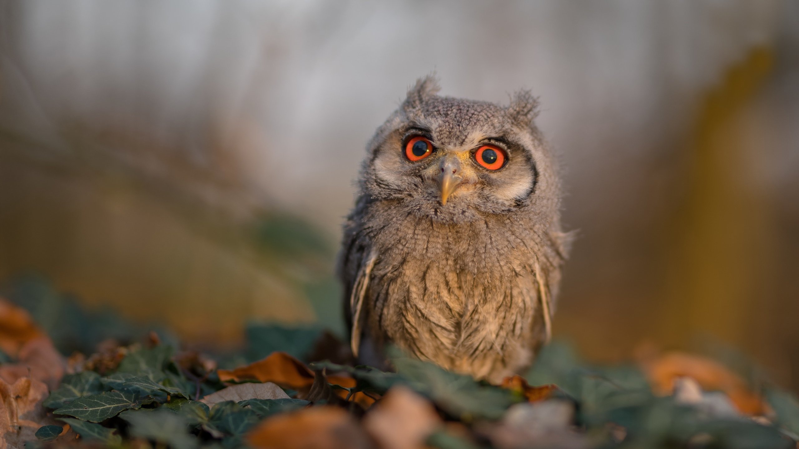 双重引擎，德里赫特的赛道征伐与绿茵公式