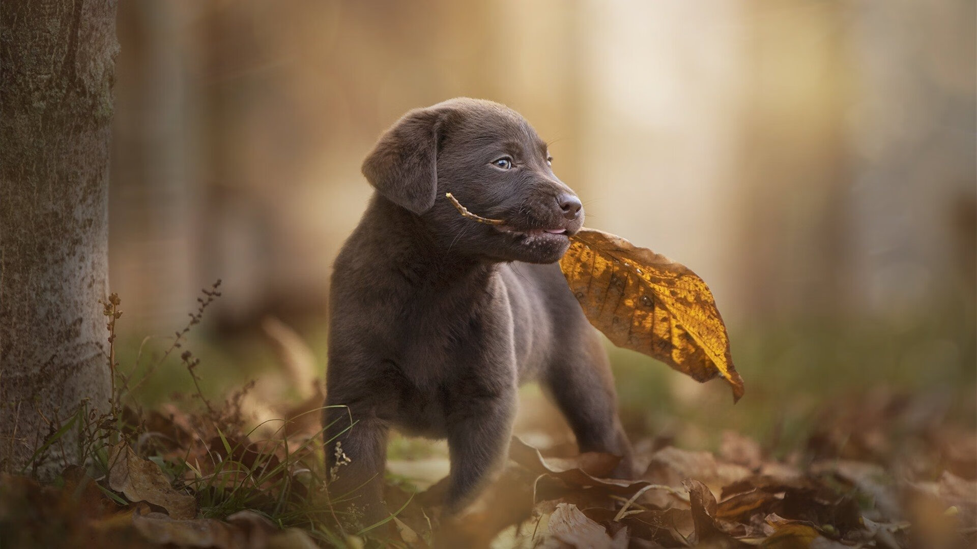 街道暗夜中的绝对统治,基米希让对手无解的赛道艺术