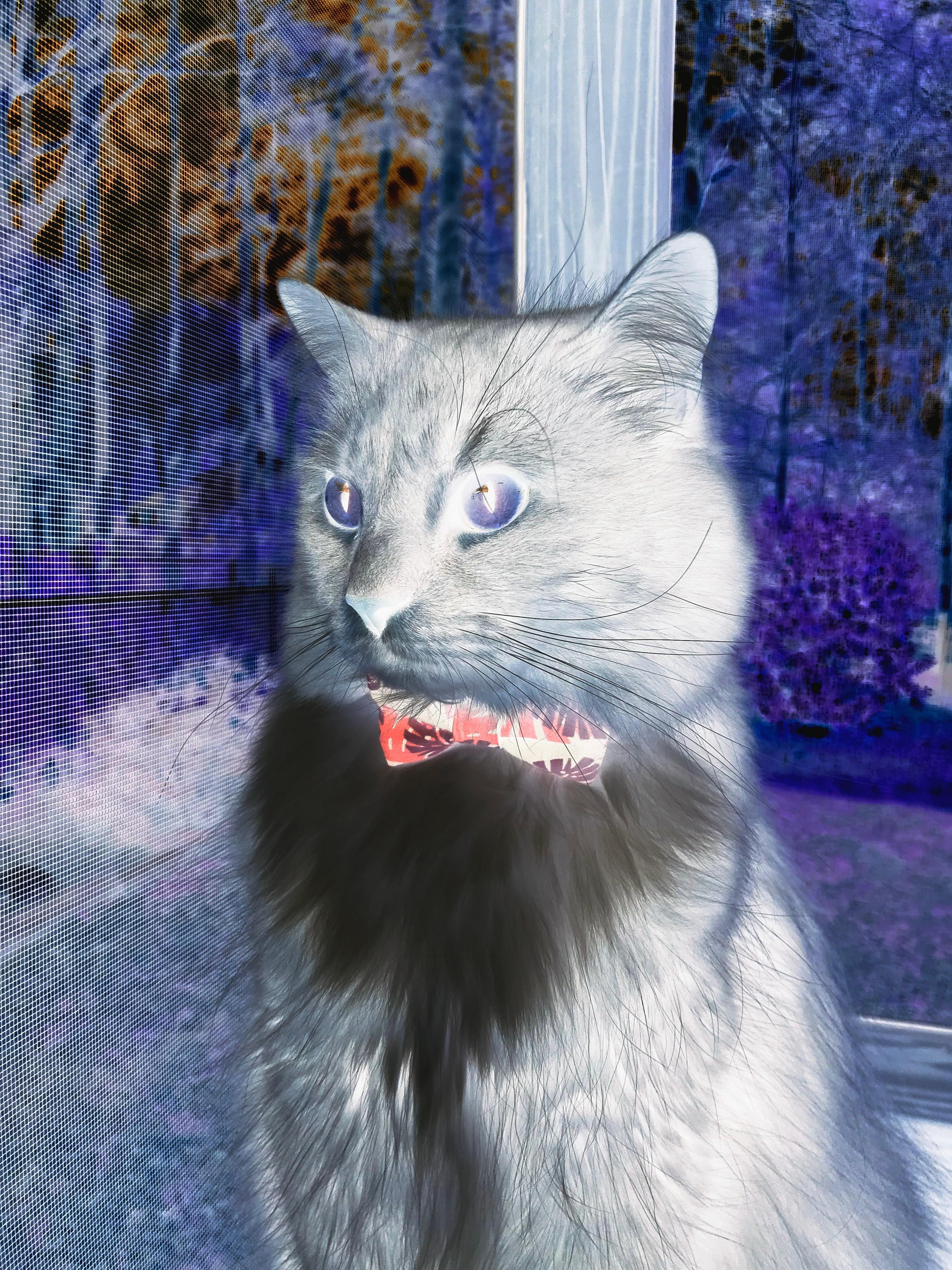 新奥尔良方程式,鹈鹕的战术压制与班凯罗的关键时刻