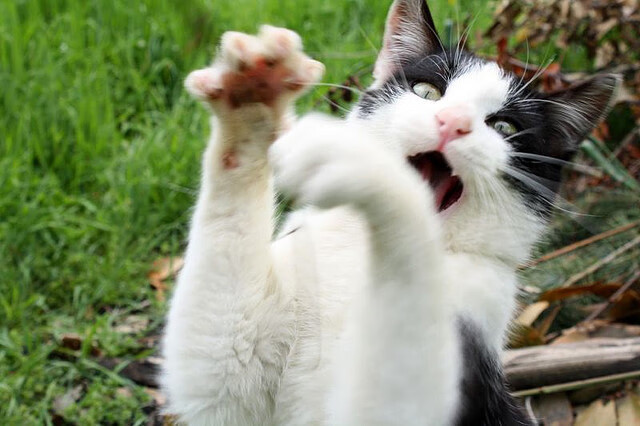 爱游戏APP-从等待到统治，赖斯如何用最慢的胜利锁定年度冠军