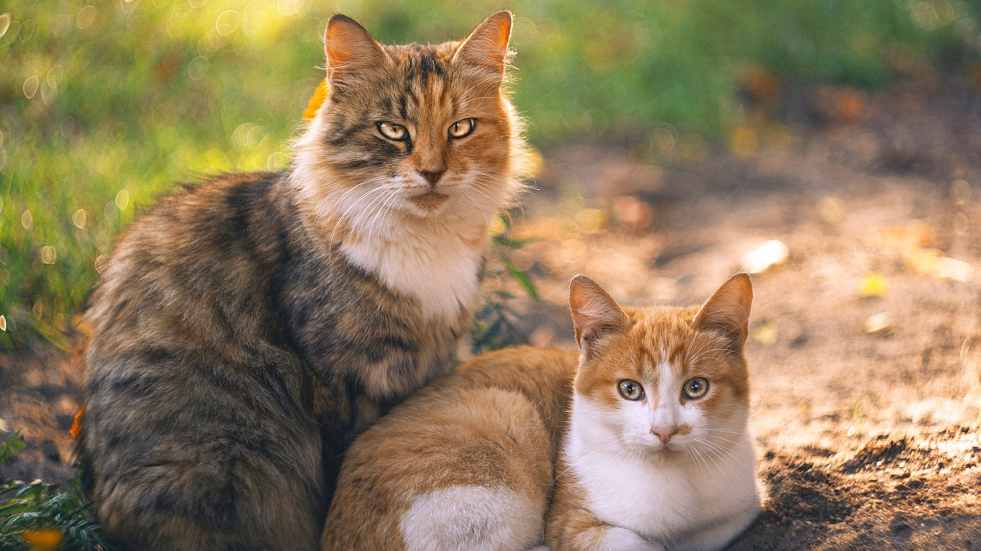 撕裂防守的艺术，维尼修斯在欧冠半决赛之夜交出经典答卷