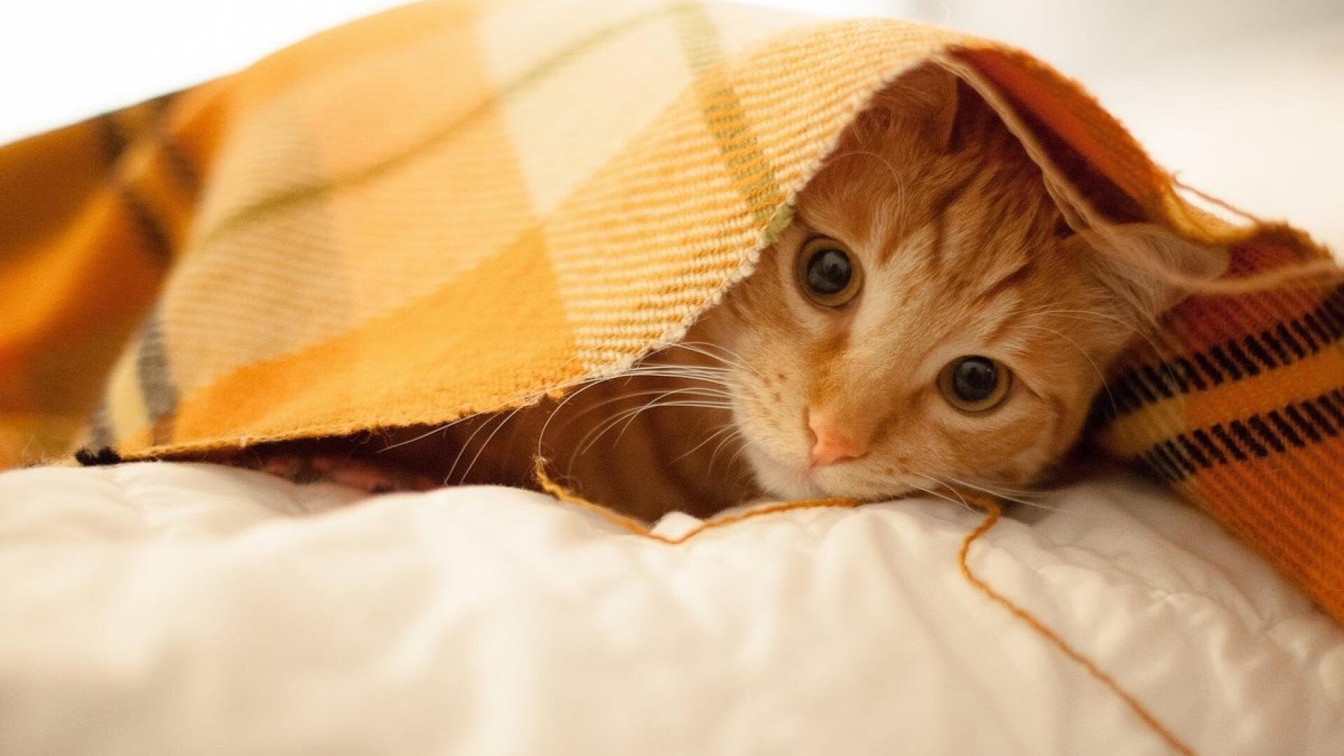 奇迹逆转之夜，班凯罗爆发，快船力克鹈鹕展露争冠野心