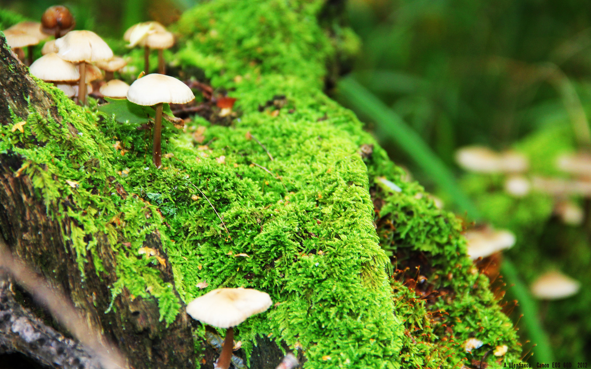 爱游戏官方-另类双城记，当曼联横扫威尔士时，莱万在芝加哥的钢铁丛林中接管比赛