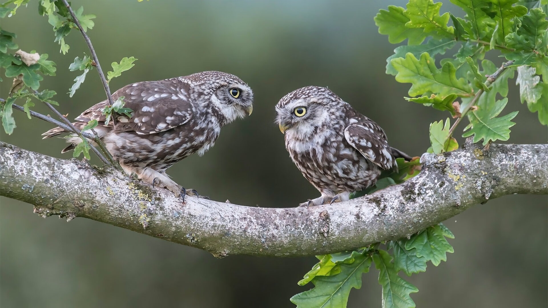爱游戏官方入口-双重奏，英超争冠夜的另一个灵魂