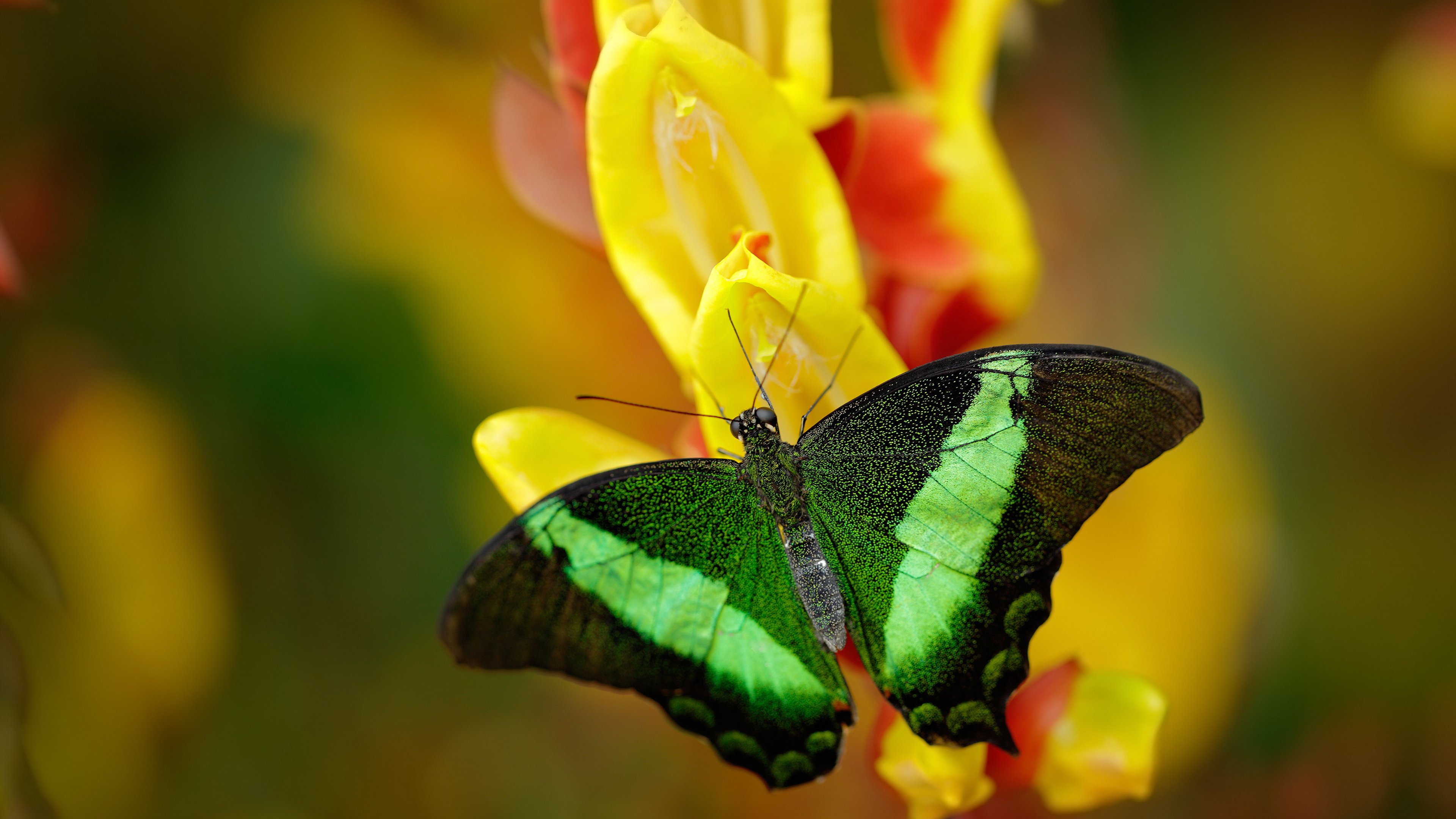 范戴克化身关键先生，一锤定音定乾坤，里昂攻防一体完胜威尔士