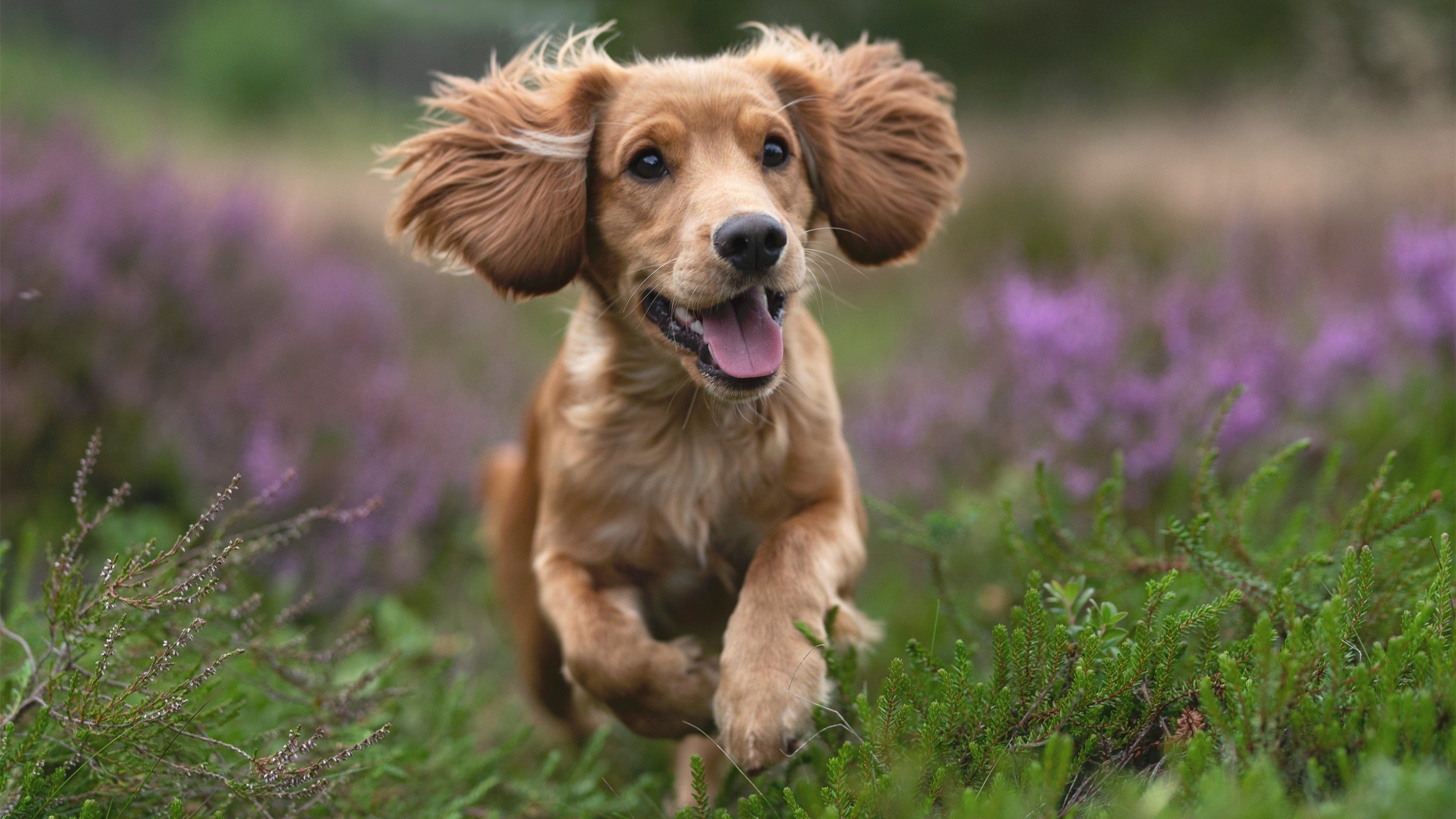 宿敌与权杖,当三狮强行撕碎太极虎,基米希于2026加冕新王