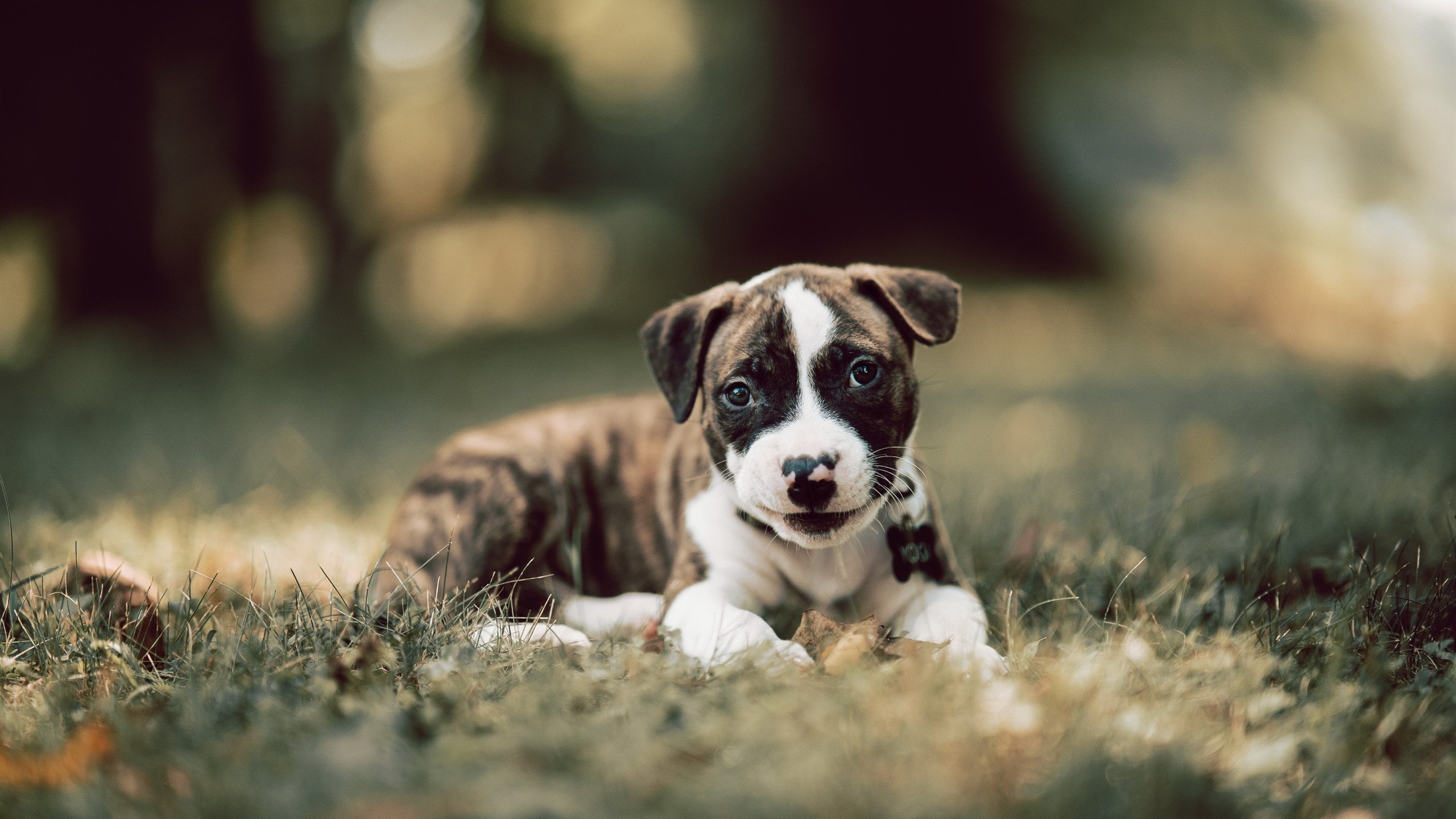 爱游戏APP-岭南怒吼与极速狂飙，当广东队踏平快船，福克斯在F1赛道上演惊天大逆转